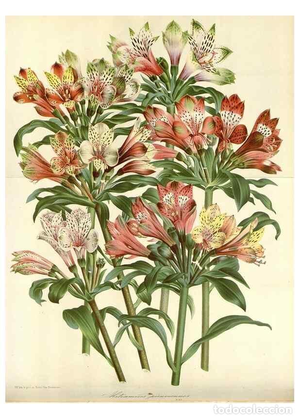 Collection Magazines and Newspapers: Reproducci&oacute;n/Reproduction 49588459493: Flore des serres et des jardins de l'Europe. A Gand :chez Lou