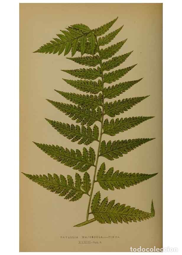 Collection Magazines and Newspapers: Reproducci&oacute;n/Reproduction 49628752027: Ferns: British and exotic.... London,Groombridge and Sons,185