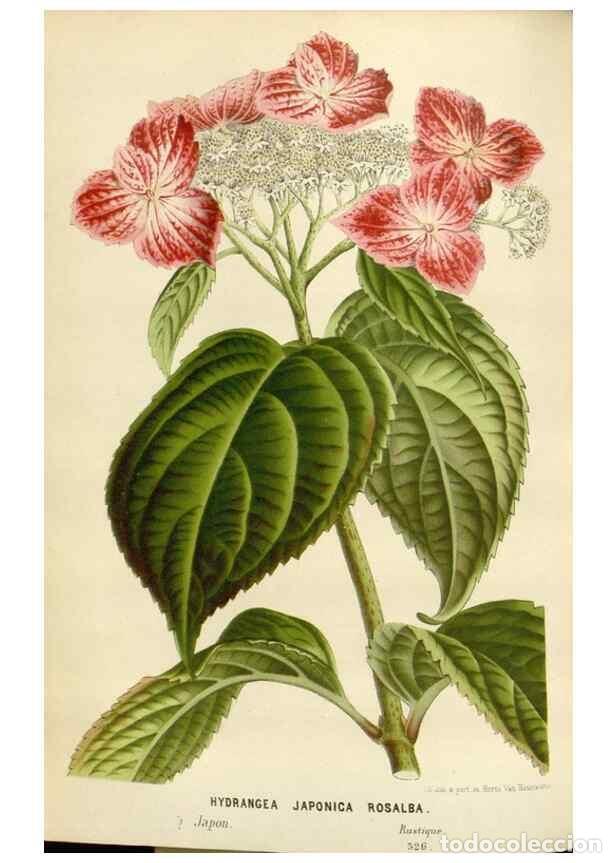 Collection Magazines and Newspapers: Reproducci&oacute;n/Reproduction 49588951116: Flore des serres et des jardins de l'Europe. A Gand :chez Lou