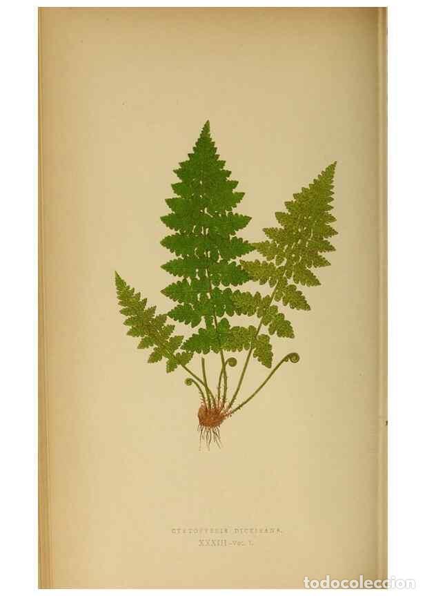 Collection Magazines and Newspapers: Reproducci&oacute;n/Reproduction 49628196126: Ferns: British and exotic.... London,Groombridge and Sons,185