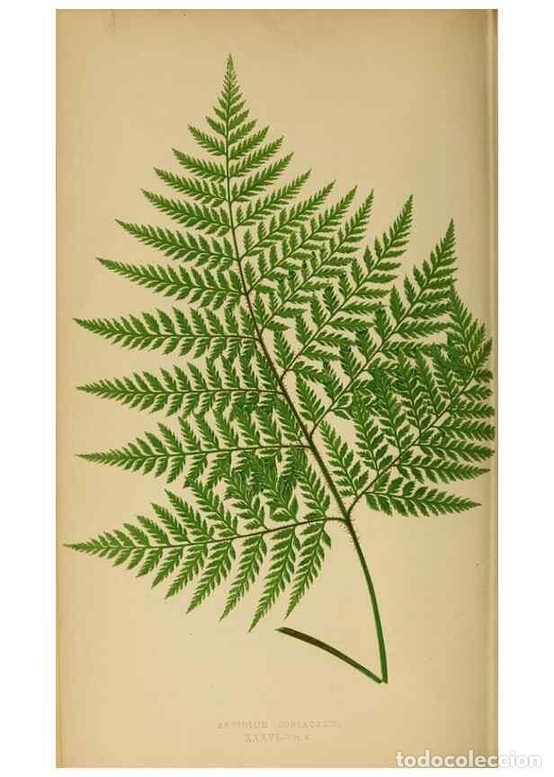 Sammeln von Zeitschriften und Zeitungen: Reproducci&oacute;n/Reproduction 49627229771: Ferns: British and exotic.... London,Groombridge and Sons,185
