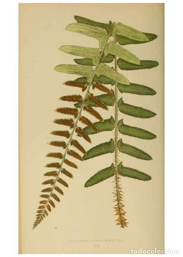 Sammeln von Zeitschriften und Zeitungen: Reproducci&oacute;n/Reproduction 49626707498: Ferns: British and exotic.... London,Groombridge and Sons,185