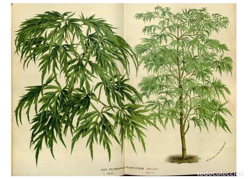 Sammeln von Zeitschriften und Zeitungen: Reproducci&oacute;n/Reproduction 49587765373: Flore des serres et des jardins de l'Europe. A Gand :chez Lou