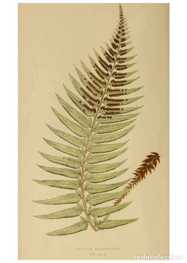 Sammeln von Zeitschriften und Zeitungen: Reproducci&oacute;n/Reproduction 49627495112: Ferns: British and exotic.... London,Groombridge and Sons,185