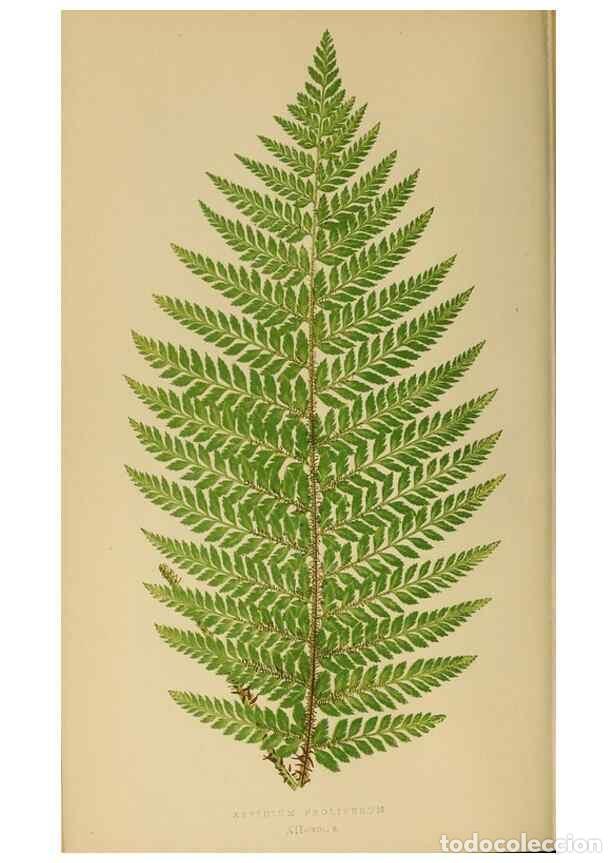 Sammeln von Zeitschriften und Zeitungen: Reproducci&oacute;n/Reproduction 49627223771: Ferns: British and exotic.... London,Groombridge and Sons,185