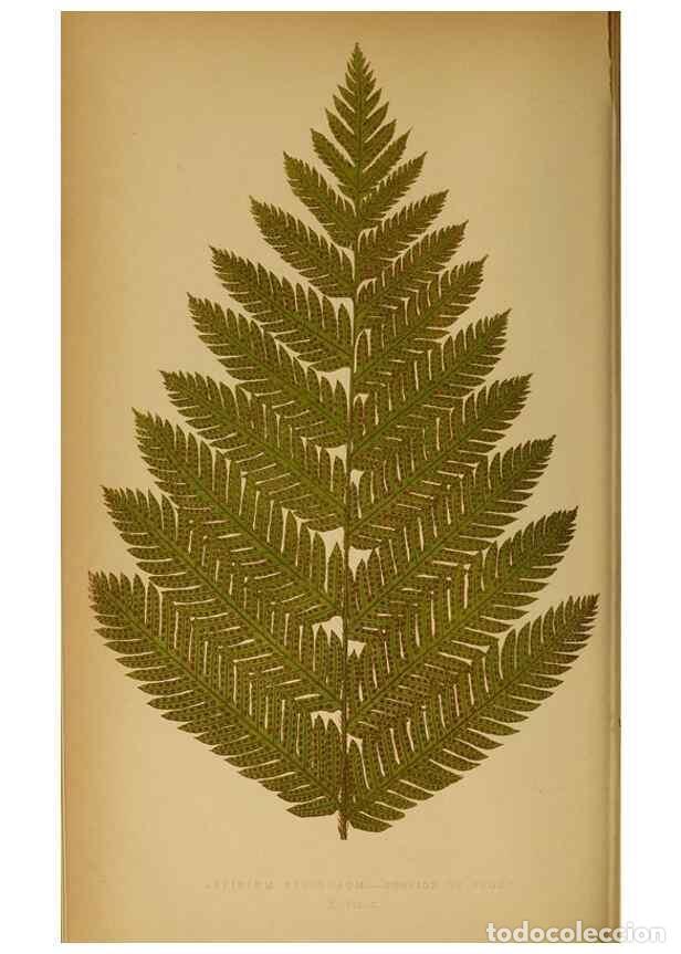 Sammeln von Zeitschriften und Zeitungen: Reproducci&oacute;n/Reproduction 49628466422: Ferns: British and exotic.... London,Groombridge and Sons,185