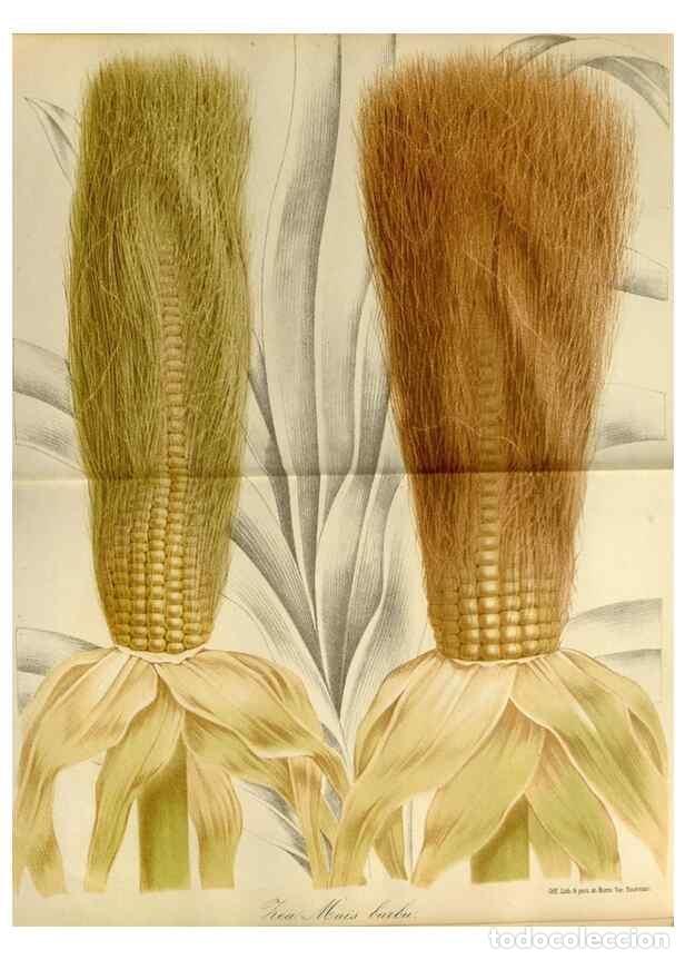 Sammeln von Zeitschriften und Zeitungen: Reproducci&oacute;n/Reproduction 49587765123: Flore des serres et des jardins de l'Europe. A Gand :chez Lou