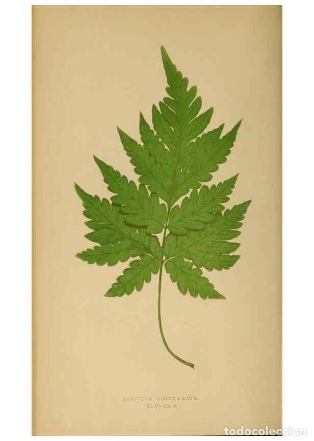 Sammeln von Zeitschriften und Zeitungen: Reproducci&oacute;n/Reproduction 49627504732: Ferns: British and exotic.... London,Groombridge and Sons,185