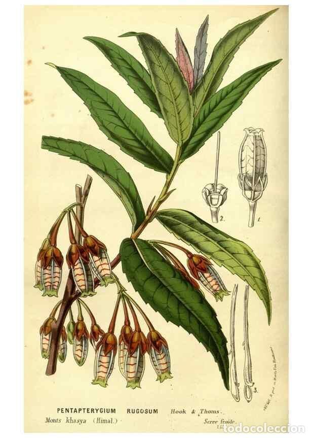 Colecionismo de Revistas e Jornais: Reproducci&oacute;n/Reproduction 49587641098: Flore des serres et des jardins de l'Europe. A Gand :chez Lou