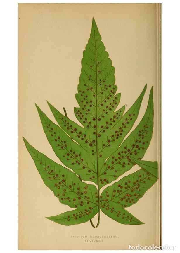 Collezionismo di Riviste e Giornali: Reproducci&oacute;n/Reproduction 49627232086: Ferns: British and exotic.... London,Groombridge and Sons,185