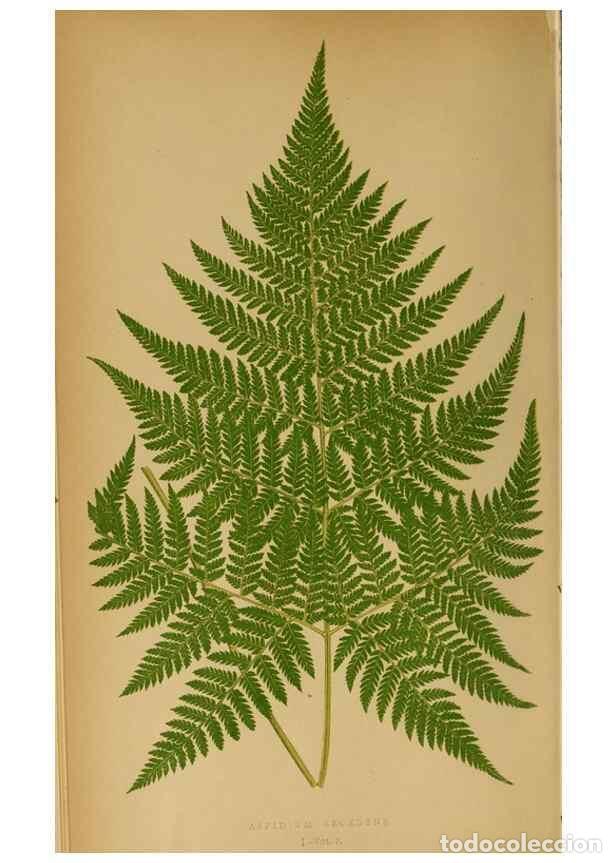 Collezionismo di Riviste e Giornali: Reproducci&oacute;n/Reproduction 49627673378: Ferns: British and exotic.... London,Groombridge and Sons,185