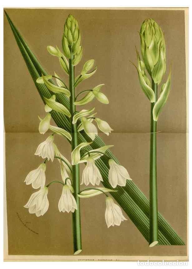 Collezionismo di Riviste e Giornali: Reproducci&oacute;n/Reproduction 49588263236: Flore des serres et des jardins de l'Europe. A Gand :chez Lou