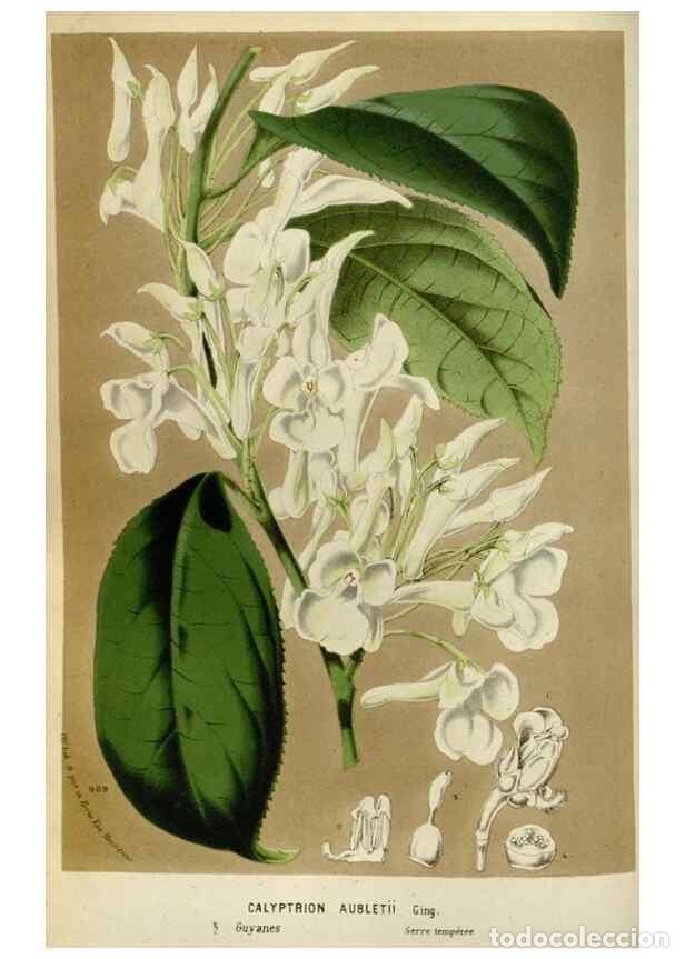 Collezionismo di Riviste e Giornali: Reproducci&oacute;n/Reproduction 49588273311: Flore des serres et des jardins de l'Europe. A Gand :chez Lou