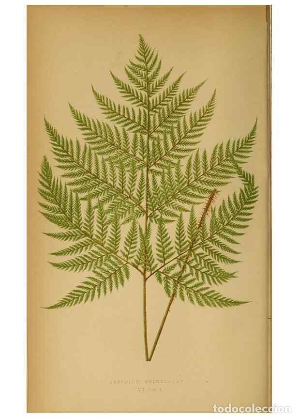 Collezionismo di Riviste e Giornali: Reproducci&oacute;n/Reproduction 49627674453: Ferns: British and exotic.... London,Groombridge and Sons,185