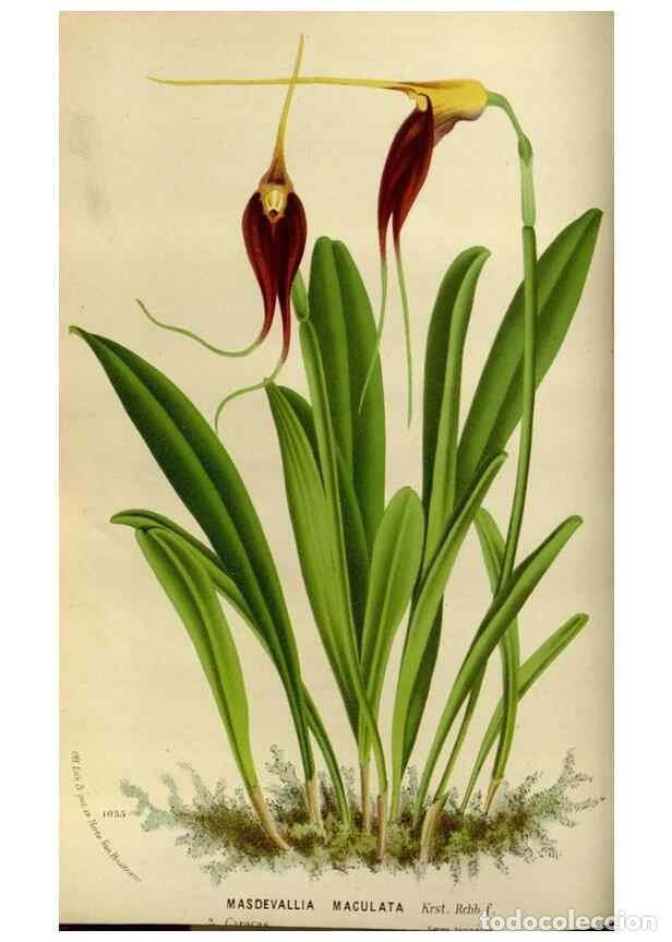 Collezionismo di Riviste e Giornali: Reproducci&oacute;n/Reproduction 49587764088: Flore des serres et des jardins de l'Europe. A Gand :chez Lou