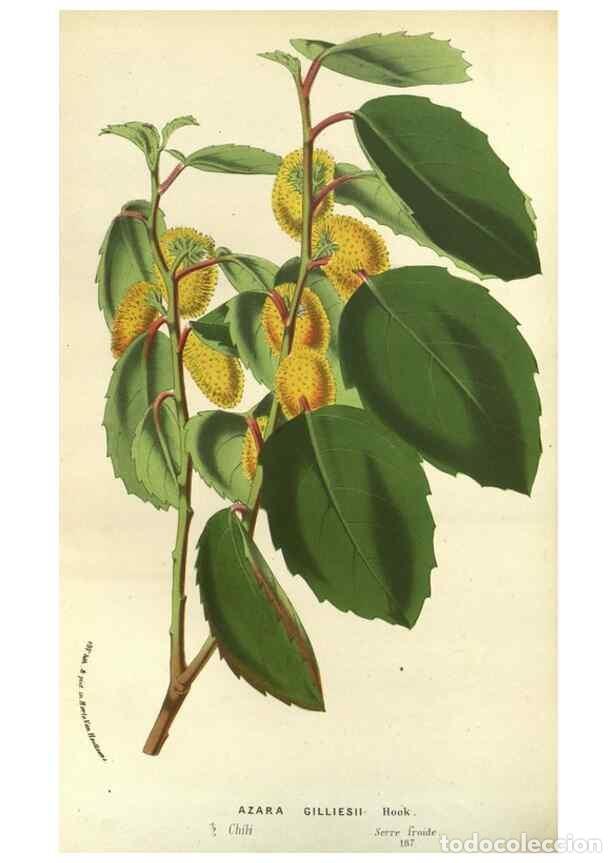 Collezionismo di Riviste e Giornali: Reproducci&oacute;n/Reproduction 49588876852: Flore des serres et des jardins de l'Europe. A Gand :chez Lou