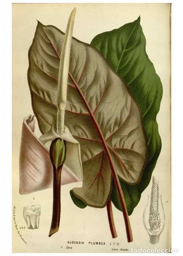 Collezionismo di Riviste e Giornali: Reproducci&oacute;n/Reproduction 49588270386: Flore des serres et des jardins de l'Europe. A Gand :chez Lou