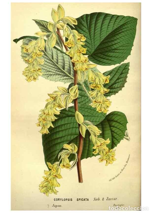 Collezionismo di Riviste e Giornali: Reproducci&oacute;n/Reproduction 49587642138: Flore des serres et des jardins de l'Europe. A Gand :chez Lou