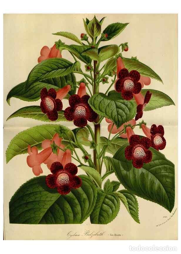 Collezionismo di Riviste e Giornali: Reproducci&oacute;n/Reproduction 49588504072: Flore des serres et des jardins de l'Europe. A Gand :chez Lou