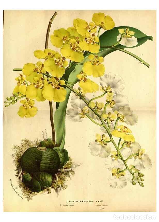 Collezionismo di Riviste e Giornali: Reproducci&oacute;n/Reproduction 49587643458: Flore des serres et des jardins de l'Europe. A Gand :chez Lou