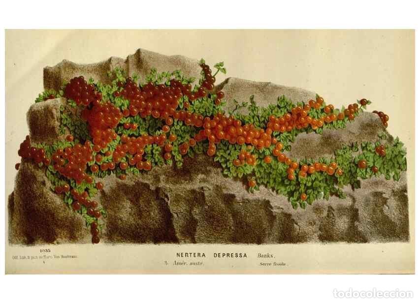 Collezionismo di Riviste e Giornali: Reproducci&oacute;n/Reproduction 49587767948: Flore des serres et des jardins de l'Europe. A Gand :chez Lou