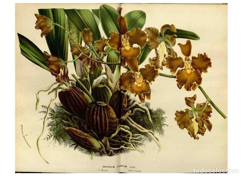 Collezionismo di Riviste e Giornali: Reproducci&oacute;n/Reproduction 49587763508: Flore des serres et des jardins de l'Europe. A Gand :chez Lou