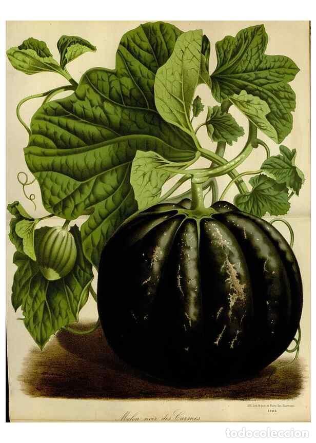 Collezionismo di Riviste e Giornali: Reproducci&oacute;n/Reproduction 49587770313: Flore des serres et des jardins de l'Europe. A Gand :chez Lou