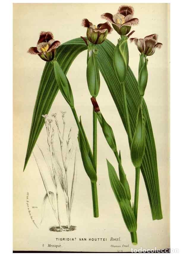 Collezionismo di Riviste e Giornali: Reproducci&oacute;n/Reproduction 49588507417: Flore des serres et des jardins de l'Europe. A Gand :chez Lou