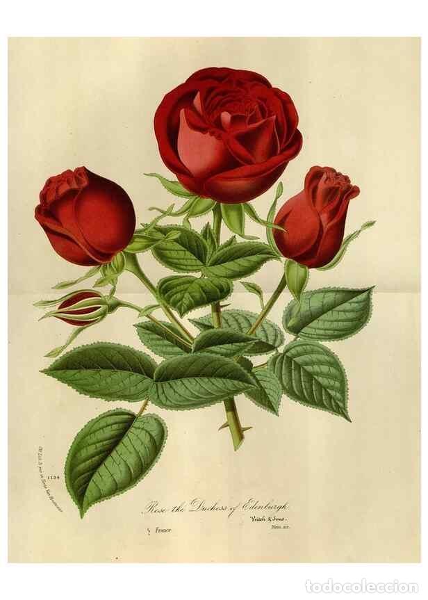 Collezionismo di Riviste e Giornali: Reproducci&oacute;n/Reproduction 49588264631: Flore des serres et des jardins de l'Europe. A Gand :chez Lou