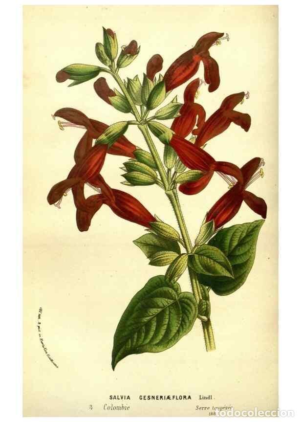 Colecionismo de Revistas e Jornais: Reproducci&oacute;n/Reproduction 49587640653: Flore des serres et des jardins de l'Europe. A Gand :chez Lou