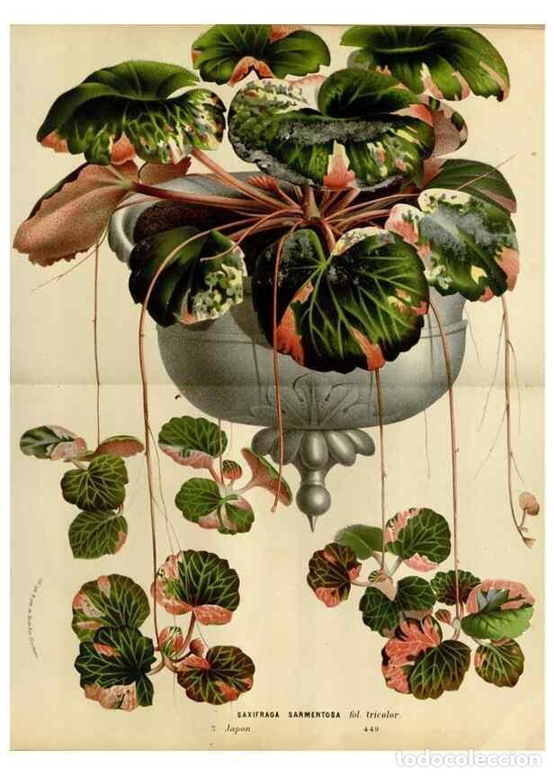 Colecionismo de Revistas e Jornais: Reproducci&oacute;n/Reproduction 49587782043: Flore des serres et des jardins de l'Europe. A Gand :chez Lou