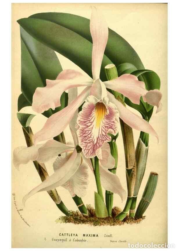 Colecionismo de Revistas e Jornais: Reproducci&oacute;n/Reproduction 49587642358: Flore des serres et des jardins de l'Europe. A Gand :chez Lou