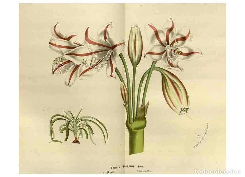 Colecionismo de Revistas e Jornais: Reproducci&oacute;n/Reproduction 49588517897: Flore des serres et des jardins de l'Europe. A Gand :chez Lou