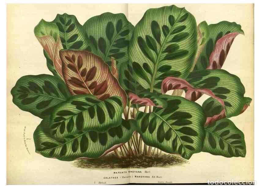 Colecionismo de Revistas e Jornais: Reproducci&oacute;n/Reproduction 49587623243: Flore des serres et des jardins de l'Europe. A Gand :chez Lou