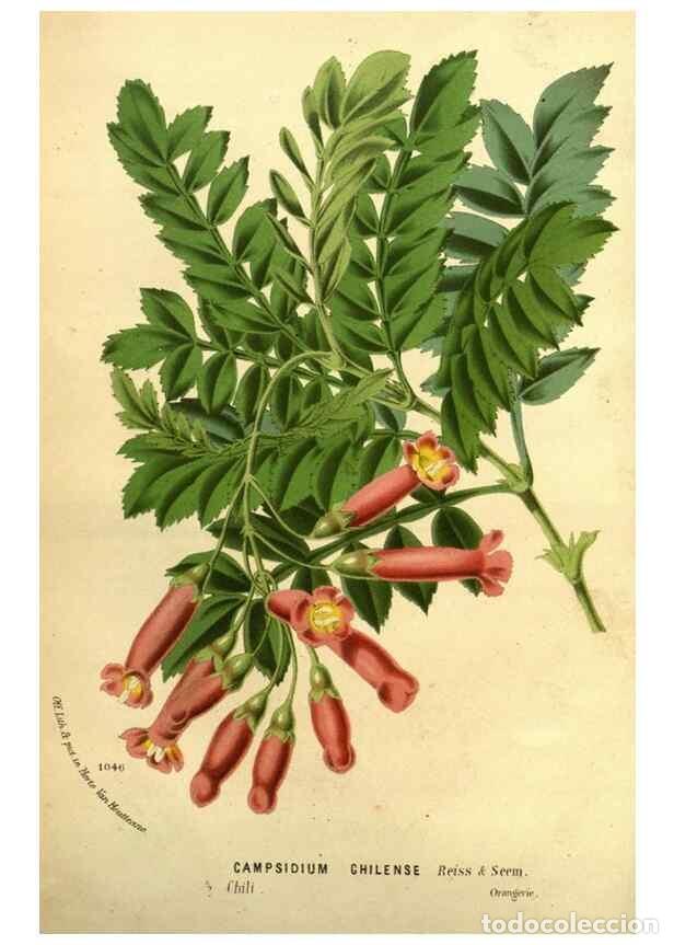 Colecionismo de Revistas e Jornais: Reproducci&oacute;n/Reproduction 49588137131: Flore des serres et des jardins de l'Europe. A Gand :chez Lou