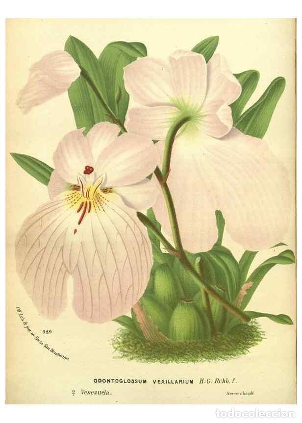 Colecionismo de Revistas e Jornais: Reproducci&oacute;n/Reproduction 49588363167: Flore des serres et des jardins de l'Europe. A Gand :chez Lou