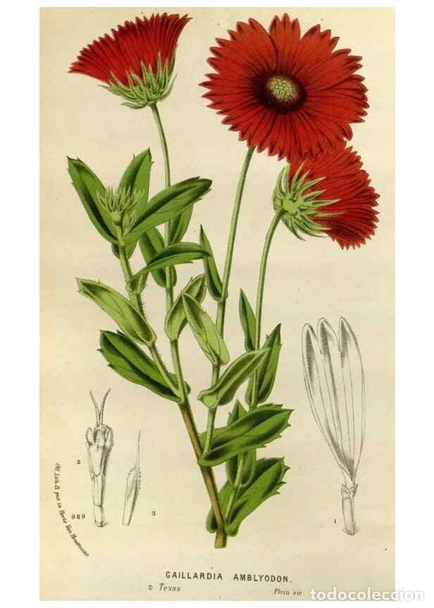 Colecionismo de Revistas e Jornais: Reproducci&oacute;n/Reproduction 49588257606: Flore des serres et des jardins de l'Europe. A Gand :chez Lou