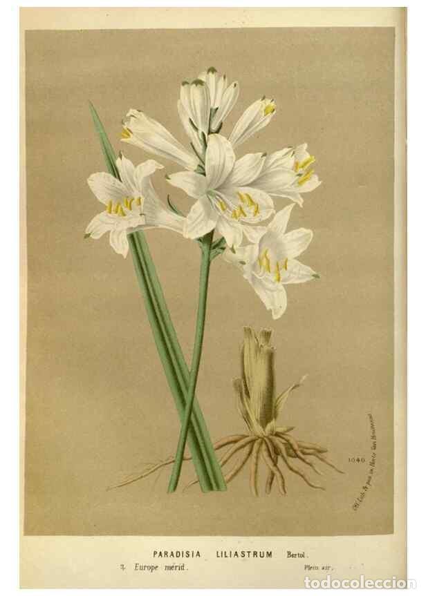 Colecionismo de Revistas e Jornais: Reproducci&oacute;n/Reproduction 49588264861: Flore des serres et des jardins de l'Europe. A Gand :chez Lou