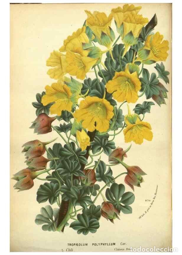 Colecionismo de Revistas e Jornais: Reproducci&oacute;n/Reproduction 49588364722: Flore des serres et des jardins de l'Europe. A Gand :chez Lou