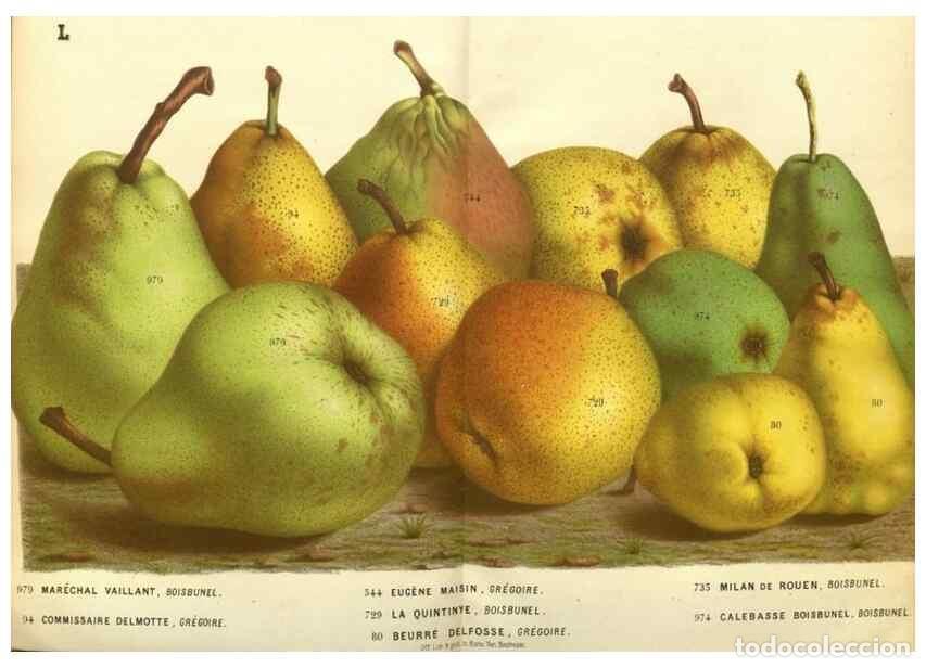 Colecionismo de Revistas e Jornais: Reproducci&oacute;n/Reproduction 49588115596: Flore des serres et des jardins de l'Europe. A Gand :chez Lou