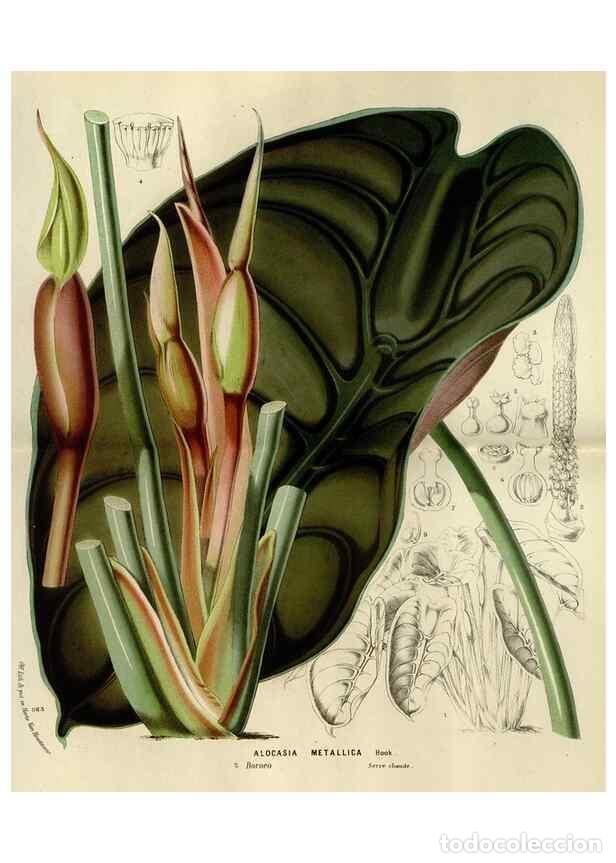 Colecionismo de Revistas e Jornais: Reproducci&oacute;n/Reproduction 49588514542: Flore des serres et des jardins de l'Europe. A Gand :chez Lou