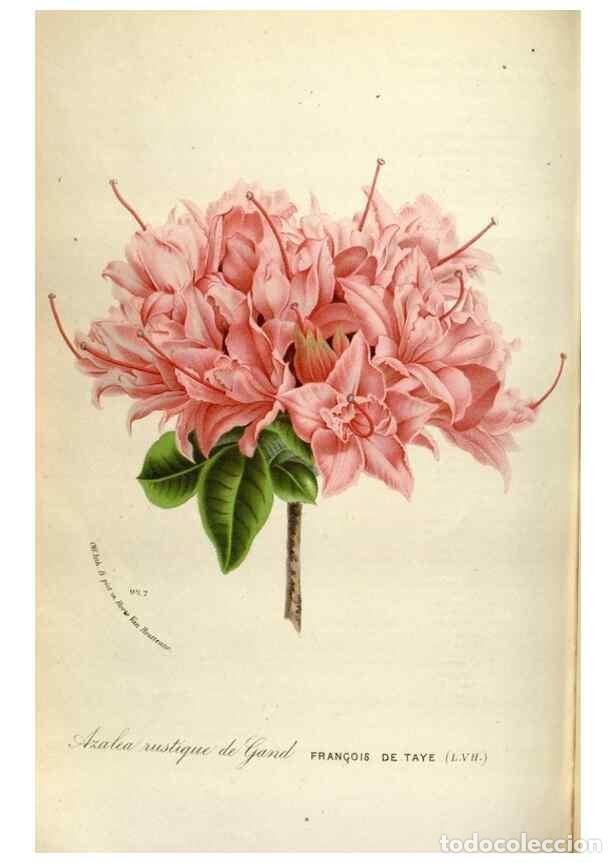 Collection Magazines and Newspapers: Reproducci&oacute;n/Reproduction 49587563713: Flore des serres et des jardins de l'Europe. A Gand :chez Lou