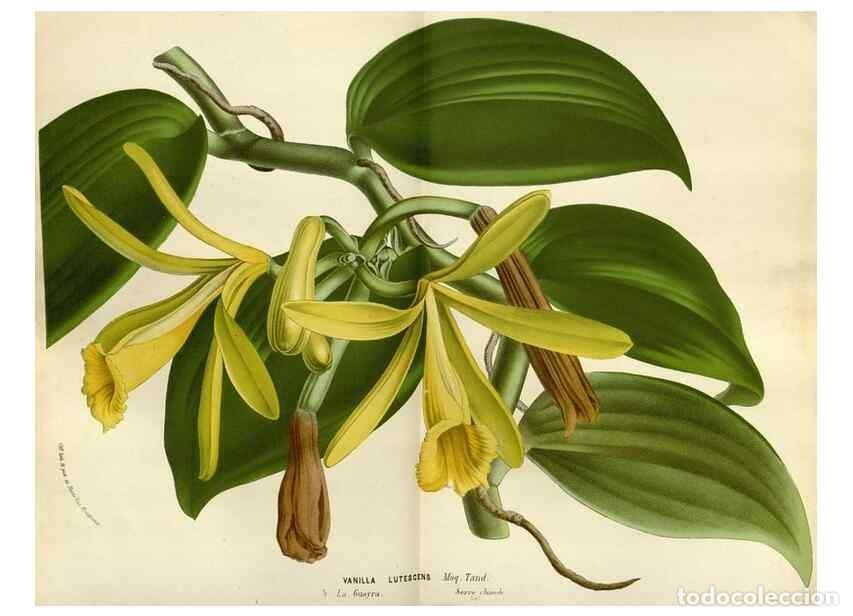 Collection Magazines and Newspapers: Reproducci&oacute;n/Reproduction 49588518182: Flore des serres et des jardins de l'Europe. A Gand :chez Lou