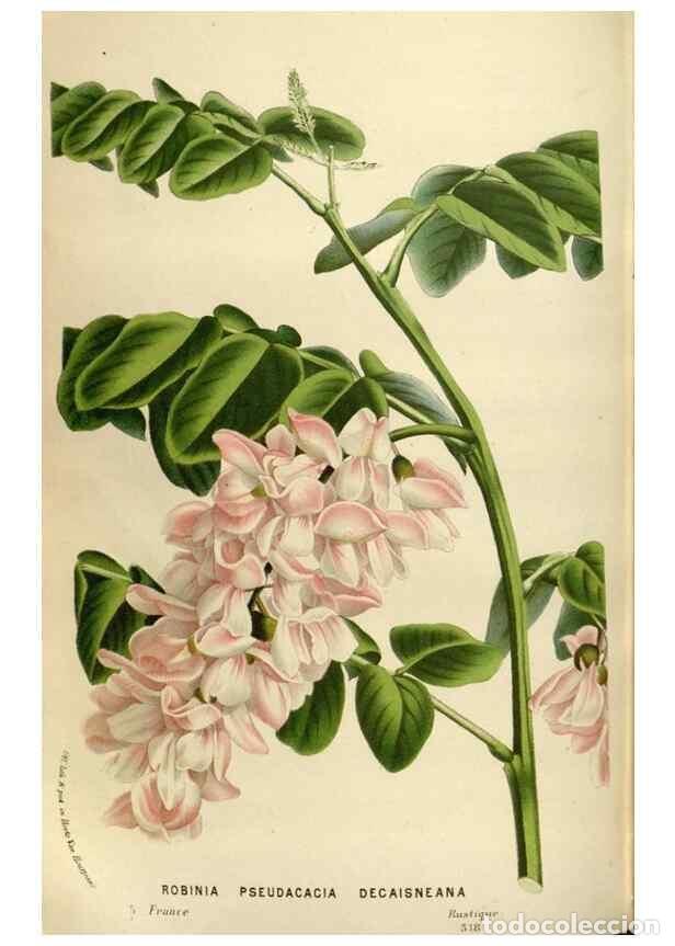 Collection Magazines and Newspapers: Reproducci&oacute;n/Reproduction 49587564638: Flore des serres et des jardins de l'Europe. A Gand :chez Lou