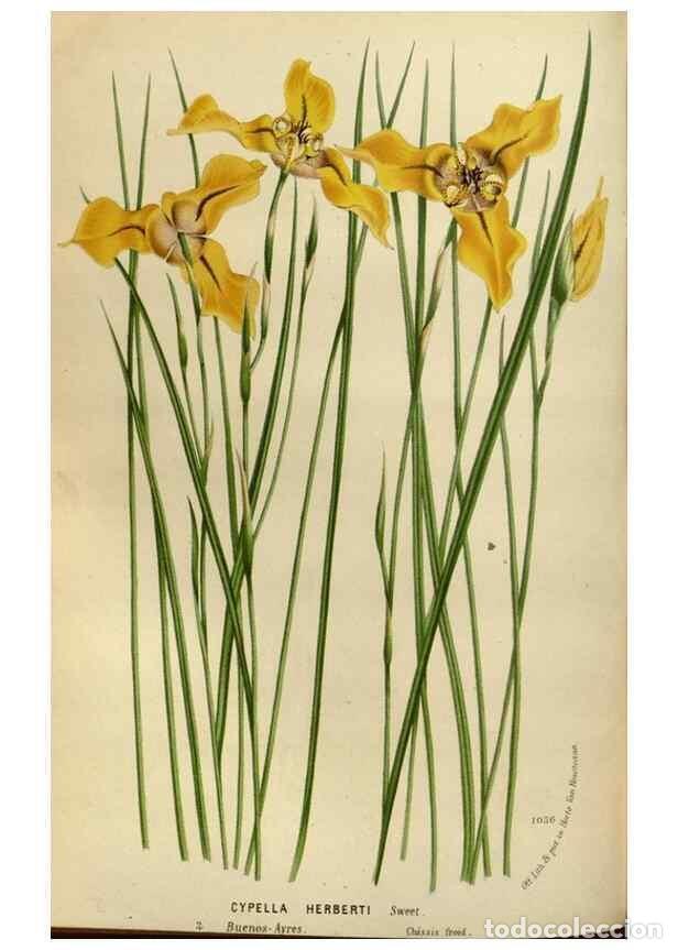 Collection Magazines and Newspapers: Reproducci&oacute;n/Reproduction 49587776533: Flore des serres et des jardins de l'Europe. A Gand :chez Lou