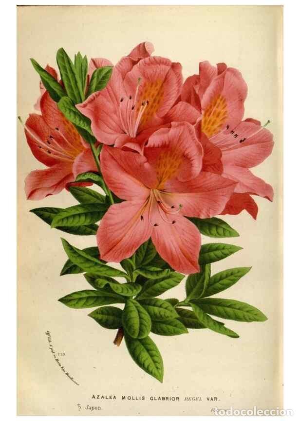 Collection Magazines and Newspapers: Reproducci&oacute;n/Reproduction 49588060576: Flore des serres et des jardins de l'Europe. A Gand :chez Lou