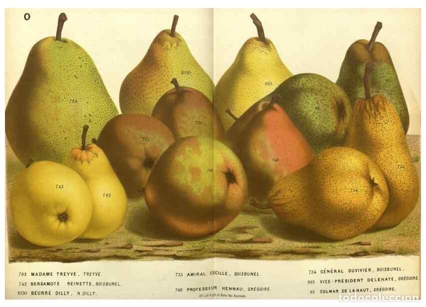 Collection Magazines and Newspapers: Reproducci&oacute;n/Reproduction 49587622688: Flore des serres et des jardins de l'Europe. A Gand :chez Lou