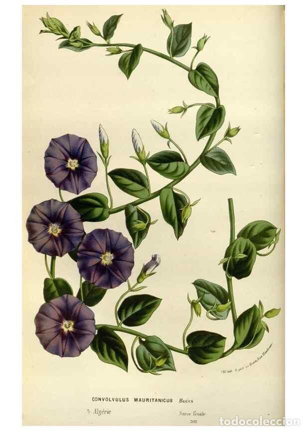 Collection Magazines and Newspapers: Reproducci&oacute;n/Reproduction 49588508872: Flore des serres et des jardins de l'Europe. A Gand :chez Lou