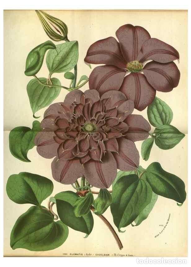 Collection Magazines and Newspapers: Reproducci&oacute;n/Reproduction 49588362587: Flore des serres et des jardins de l'Europe. A Gand :chez Lou