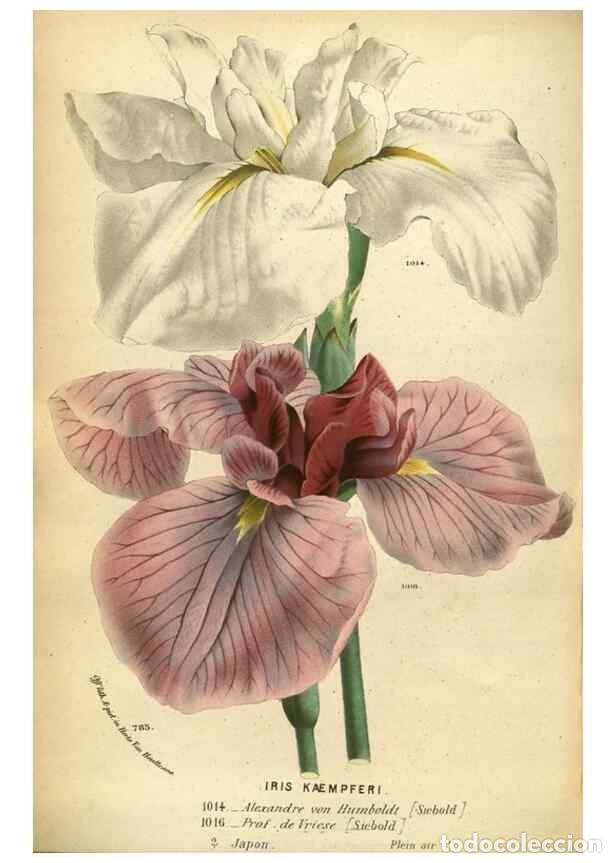 Collection Magazines and Newspapers: Reproducci&oacute;n/Reproduction 49587628708: Flore des serres et des jardins de l'Europe. A Gand :chez Lou